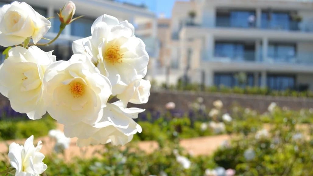 Apartments with Panoramic Sea Views · Photo 21